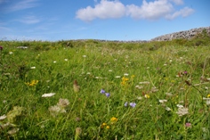 species rich grassland